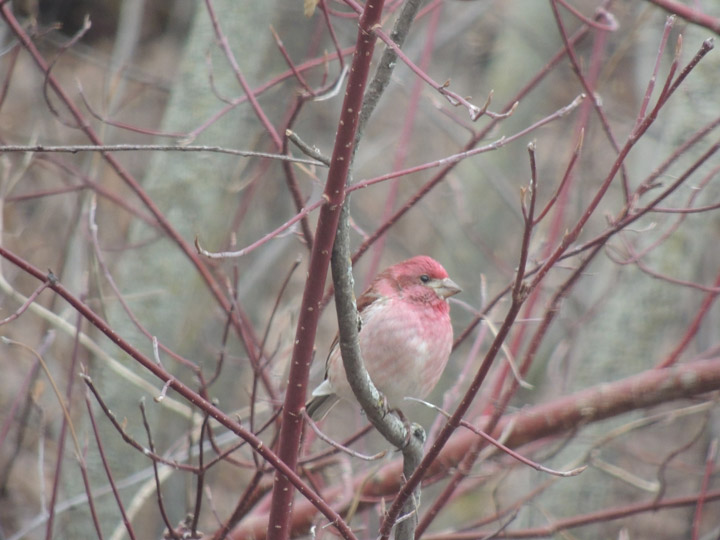 Carol Neabel took this picture a purple finch for the May 15 Your Saskatchewan photo.