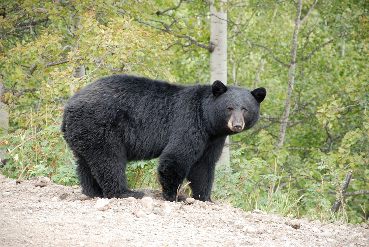 Illegal hunting has three hunters face thousands of dollars in fines - image