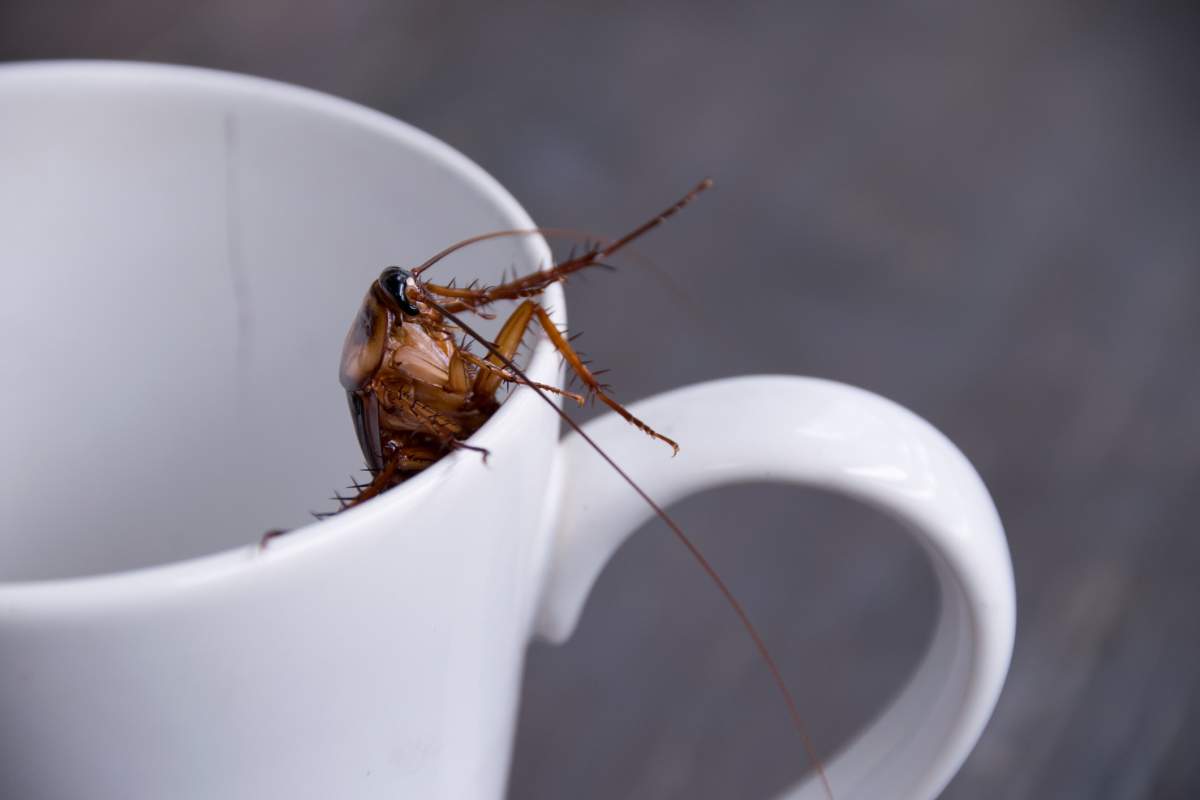 Pest control experts say cockroach populations have skyrocketed in recent years, and don't appear to be slowing.