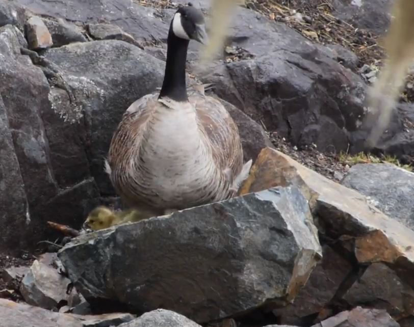 The eggs started to hatch! Credit: Vincenz Eberl – still from YouTube