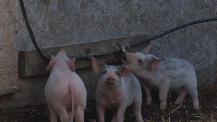 Free-range piglets at Farm One Forty.