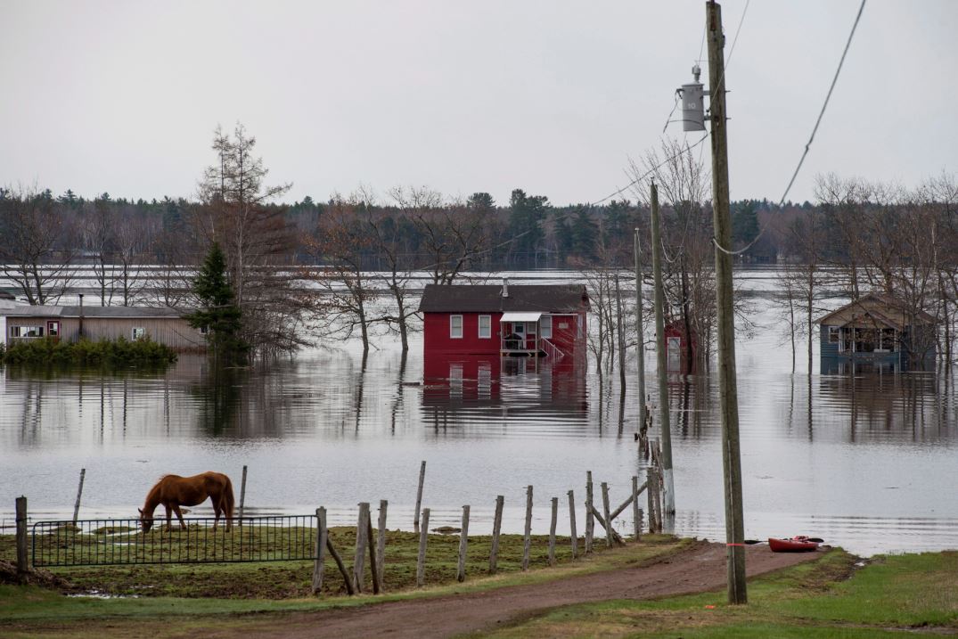 Homes and cottages are surrounded by floodwater as a horse feeds on a farm near Lakeville Corner, N.B. on Wednesday, May 2, 2018. 