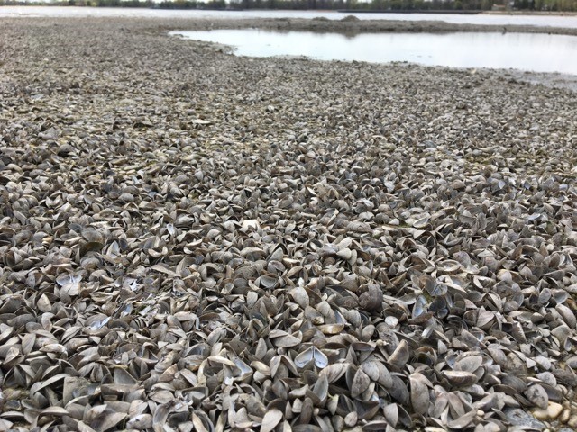 Winnipeg Beach was covered by scores of zebra mussels Tuesday. 