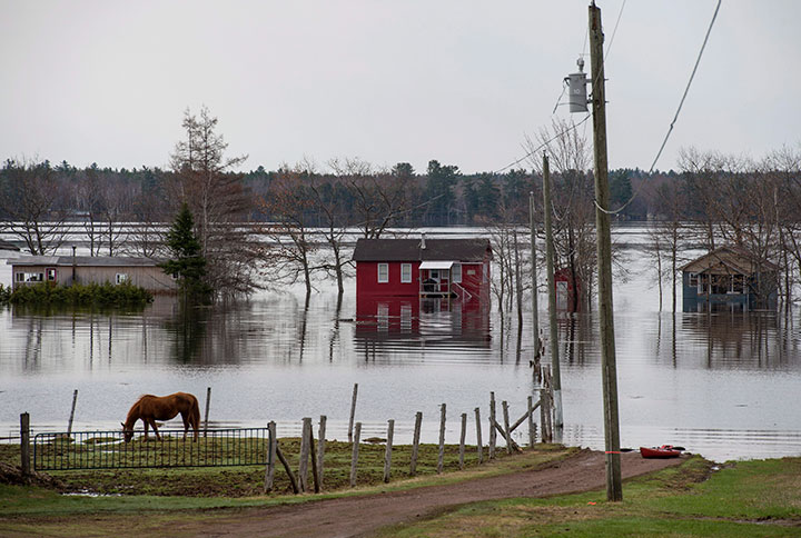 Homes and cottages are surrounded by floodwater as a horse feeds on a farm near Lakeville Corner, N.B. on Wednesday, May 2, 2018.