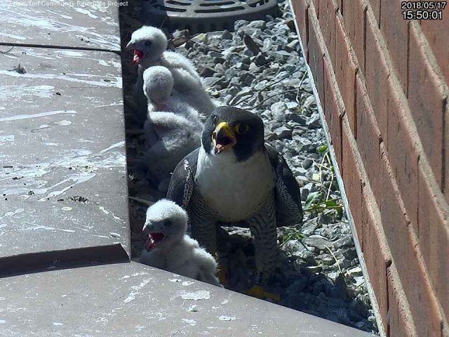 One of four baby peregrine falcons, born earlier last month on a ledge at the Sheraton Hotel, has died.