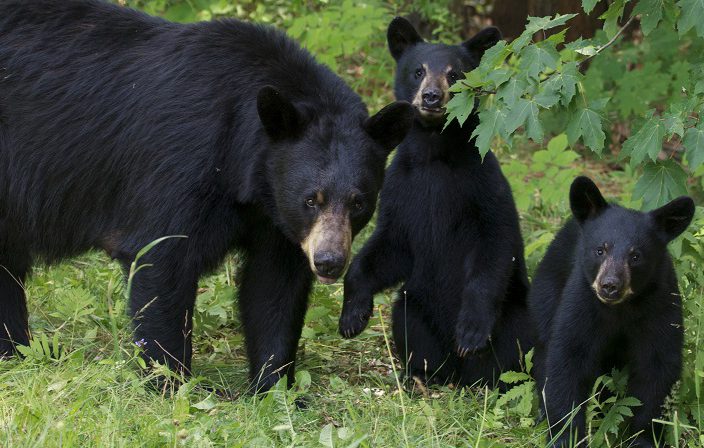File - A black bear sow and her two cubs stand in a forest clearing .