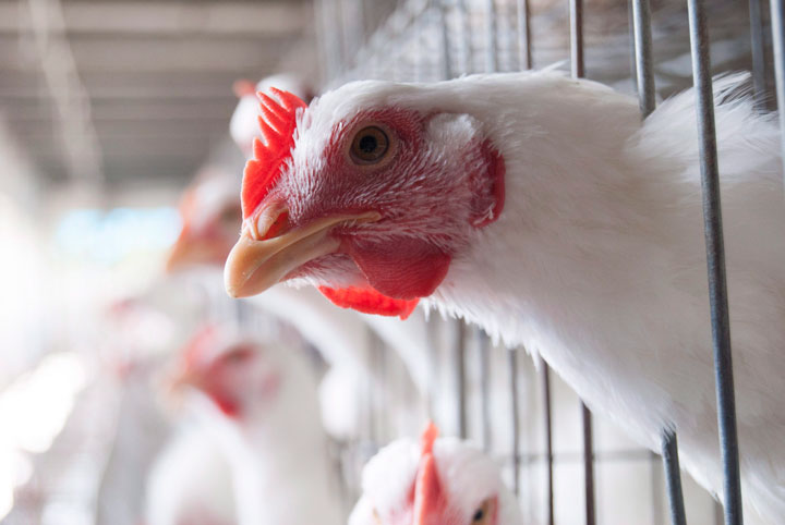 Chickens are shown at an egg-laying chicken farm in Amritsar, India on April 17, 2018. Live chicken markets exist all over India -- where the majority Hindu population avoids beef, Muslims swear off pork and the poultry industry is rapidly growing. 