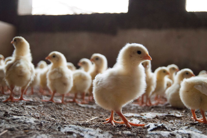 Chicks are shown at an egg-laying chicken farm in Amritsar, India on April 17, 2018.