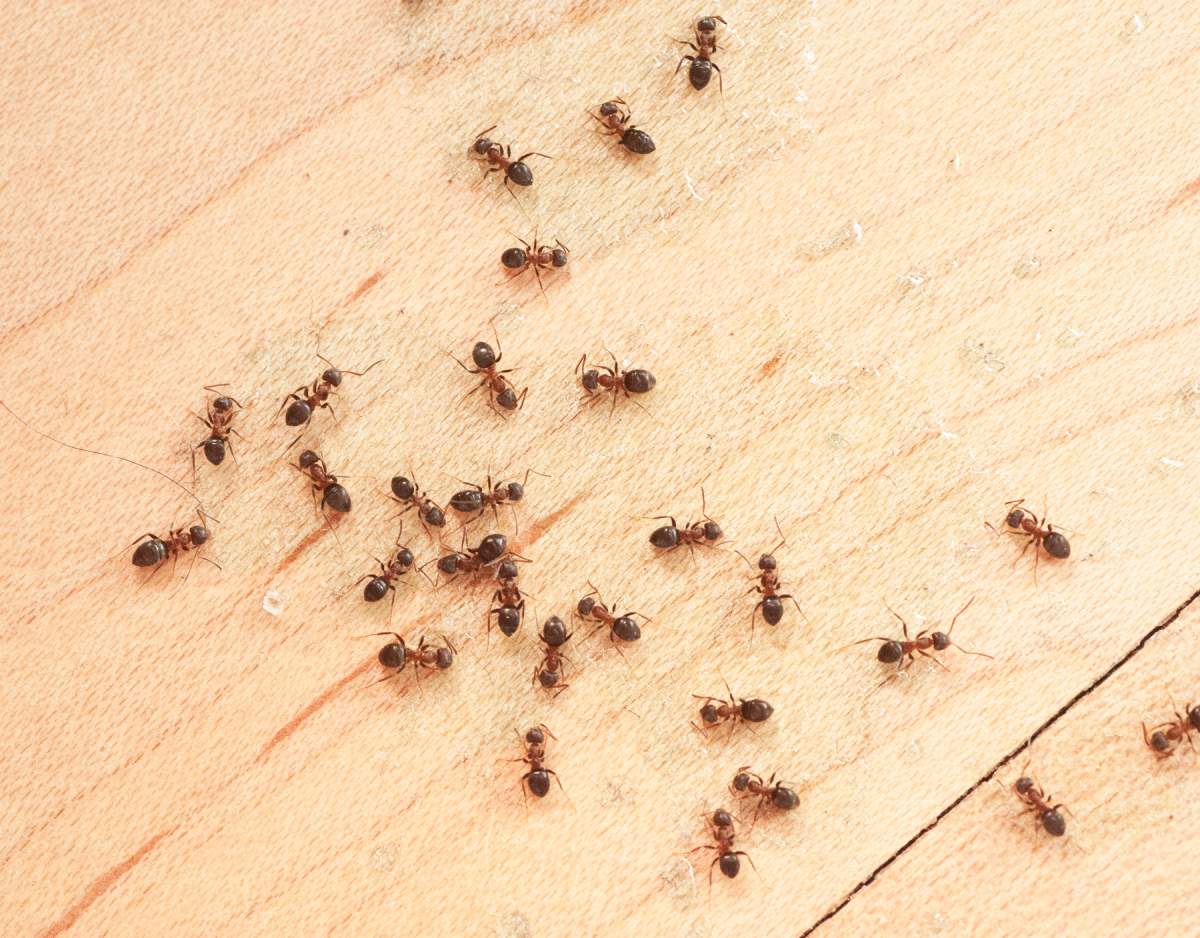 7 types of bug bites Canadians can expect this summer - image