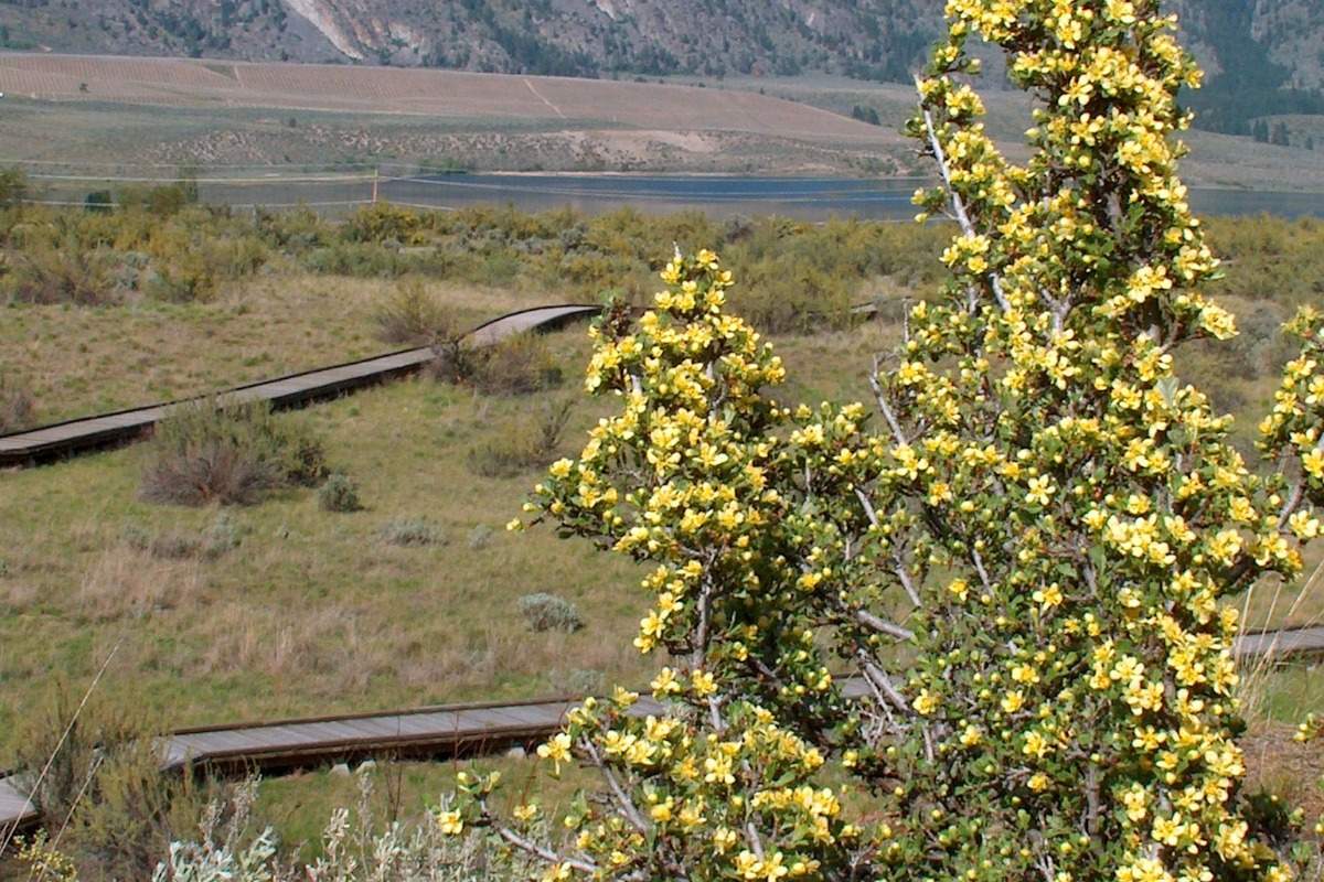 ‘Help us save Canada’s desert’: fundraising campaign launched in Osoyoos - image