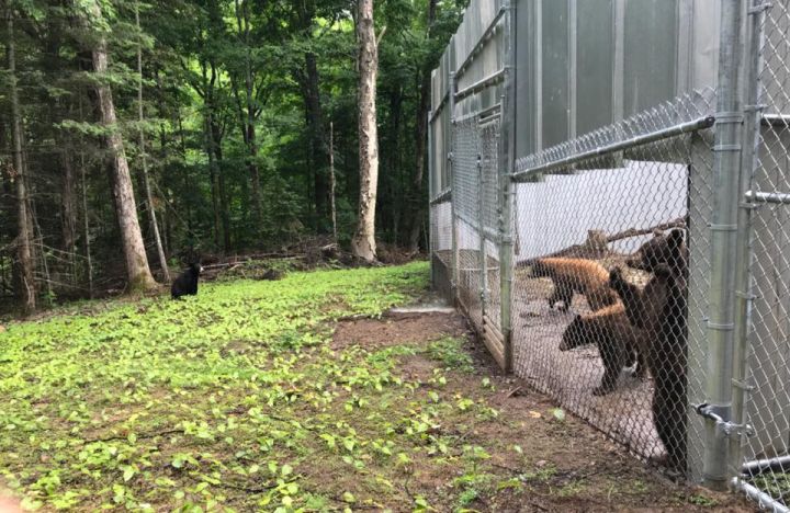 A wild black bear cub visits the Banff bear cubs at an animal sanctuary in Ontario. July 4, 2018.