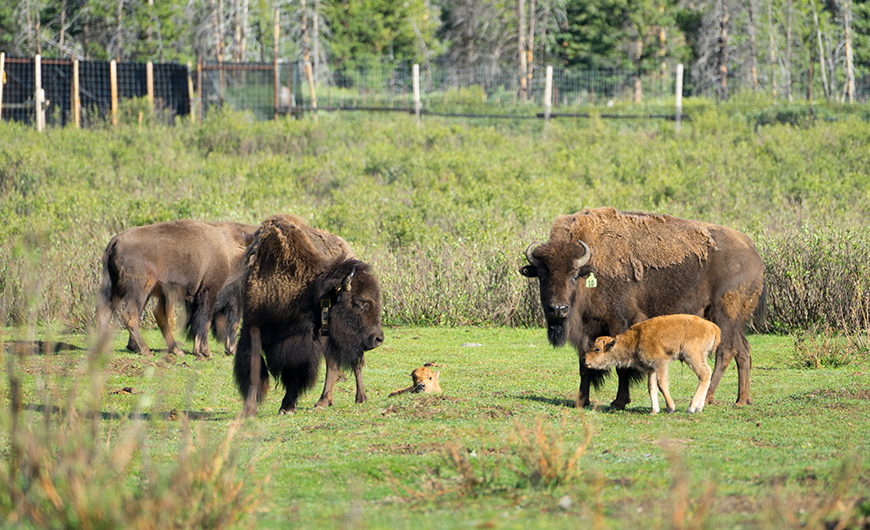 The first bison calves bred and born in Banff National Park in more than 140 years were born this summer.
