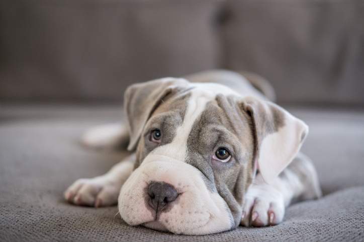 Quebec announced new rules Wednesday to prevent dog attacks.