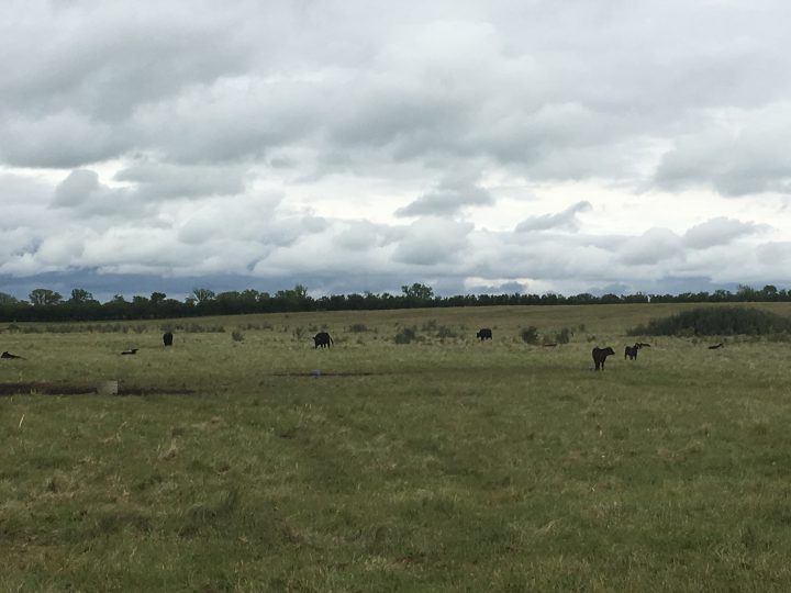 Dry conditions mean Friesen’s cattle may run out of grass before grazing season concludes.