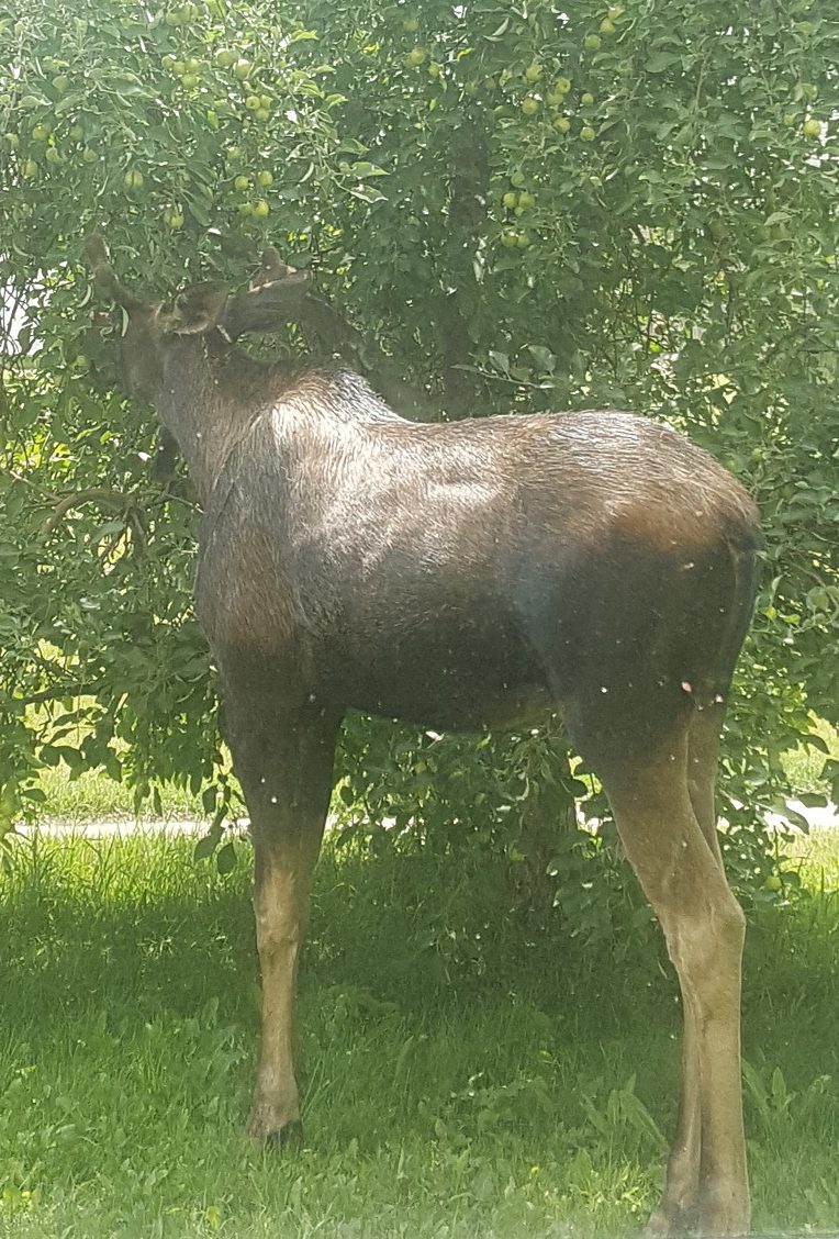 Amy-Lynn Schrammel was shocked to see a moose munching on apples in her yard.