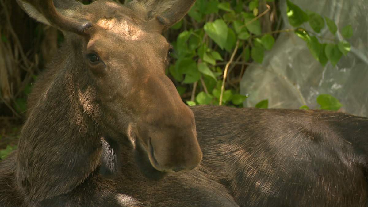 Parks Canada has closed Cape Breton's Skyline trail due to "aggressive moose behaviour.".