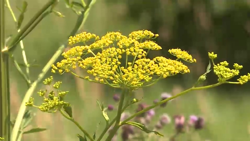 The city urges the public to avoid wild parsnip because of the burn it causes to human skin.