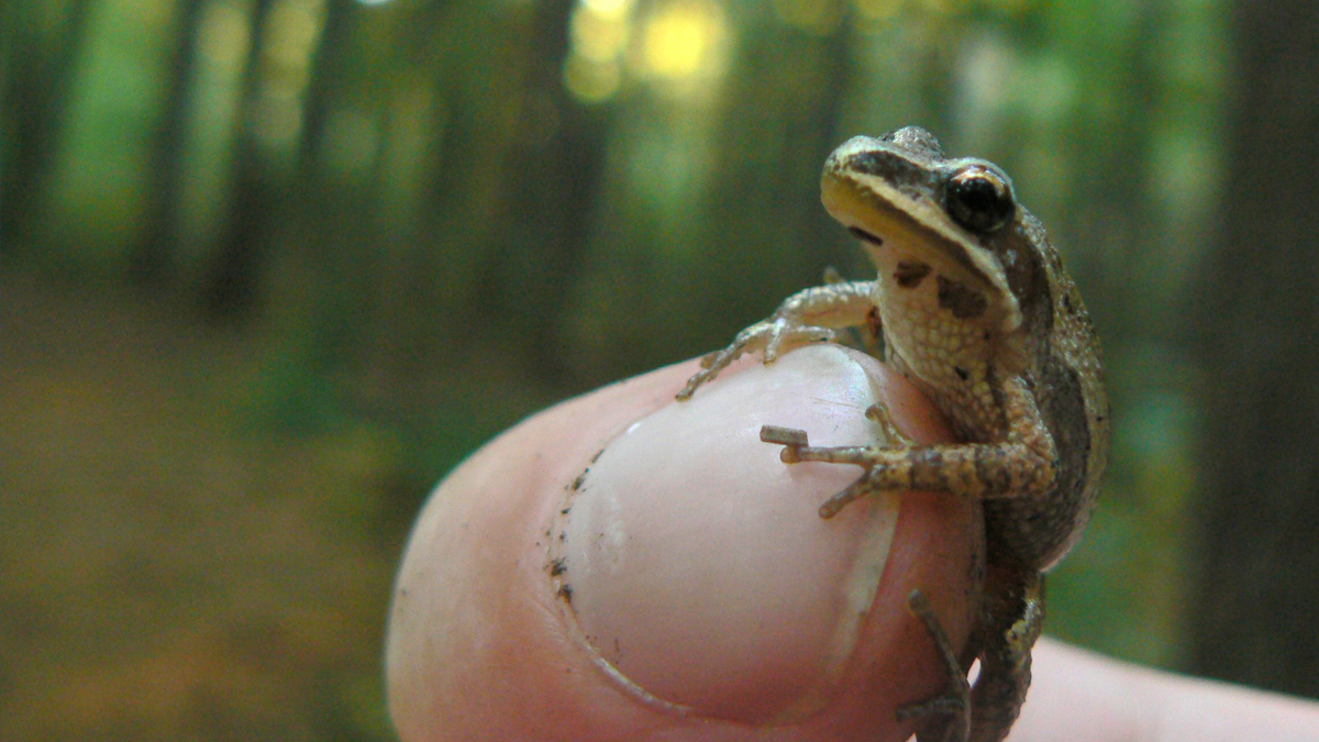 According to the Species At Risk Act (SARA) public registry and Ontario Nature, populations of western chorus frogs have declined by 37 per cent in Quebec and 30 per cent in Ontario over the past decade. 