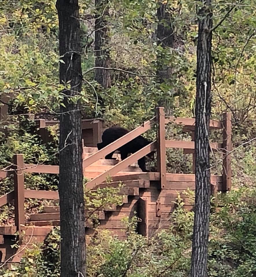 Bear sighting at Riverfront Park in Cochrane.