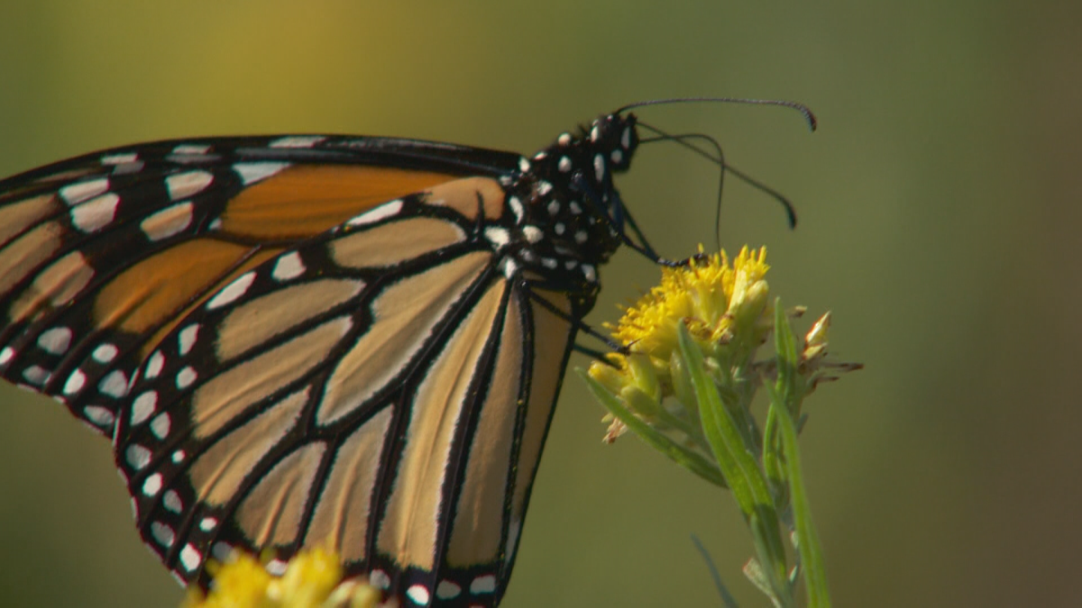 A monarch butterfly.