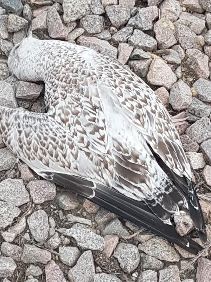 Bird found washed up at Santa Fe Park.