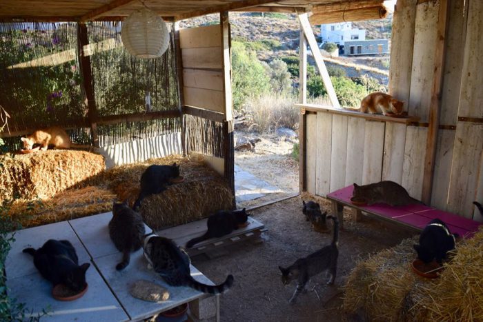 Several cats are shown at God’s Little People Cat Rescue in Syros, Greece.