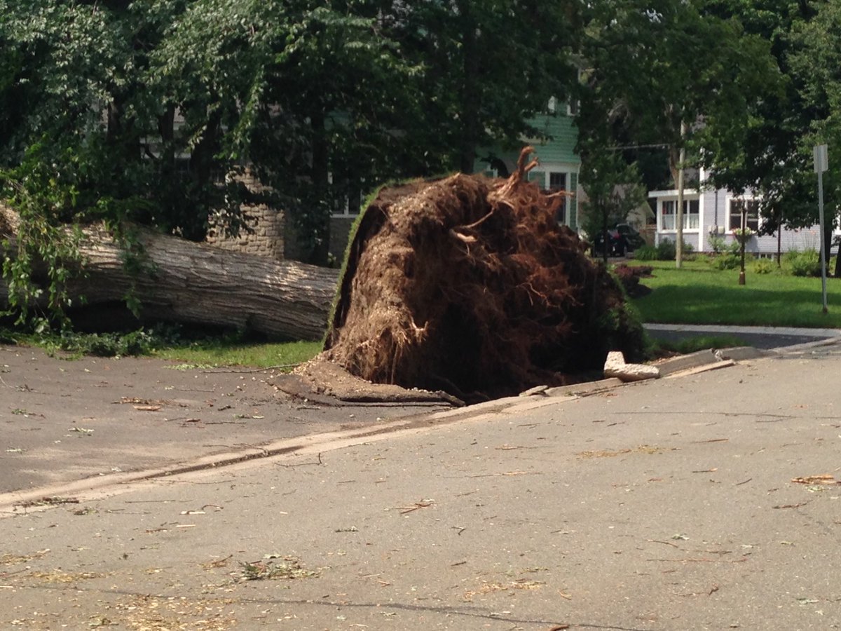 Fredericton cleaning up after storm downs trees, causes power outages - image