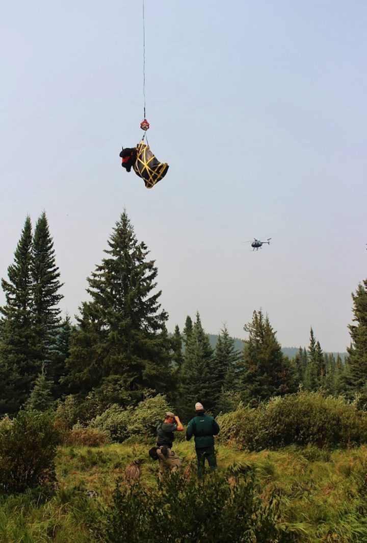 The immobilized bison bull was slung by helicopter as part of the capture and relocation operation. This bull was later transported to Waterton Lakes National Park.