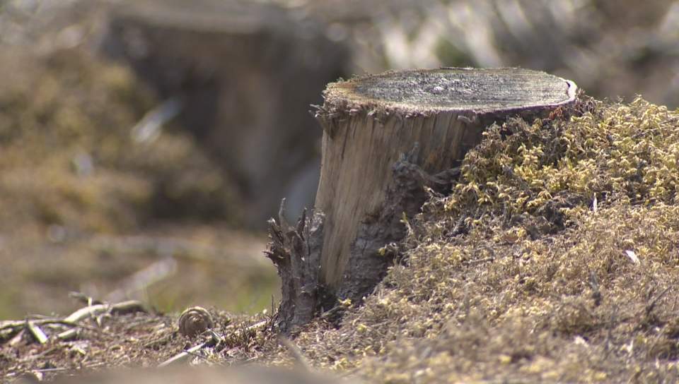 Rankin says the committee will help Nova Scotians understand the decisions made in managing the province's forests.