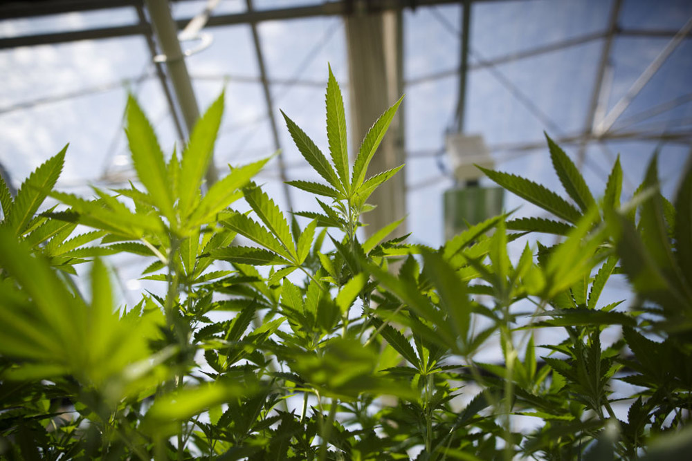 Municipal elections are to be held Oct. 22 in Ontario -- five days after the federal Liberal government's cannabis legalization measures go into effect.