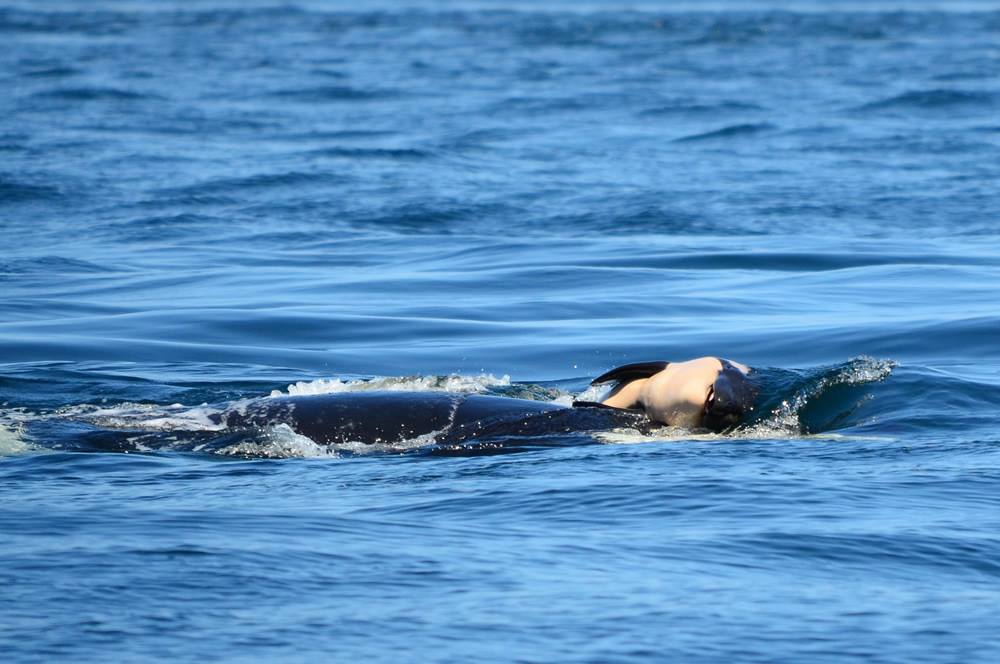 J-35 pushes her dead calf in the waters off B.C.'s coast. The orca has been keeping the deceased baby afloat for more than two weeks. 