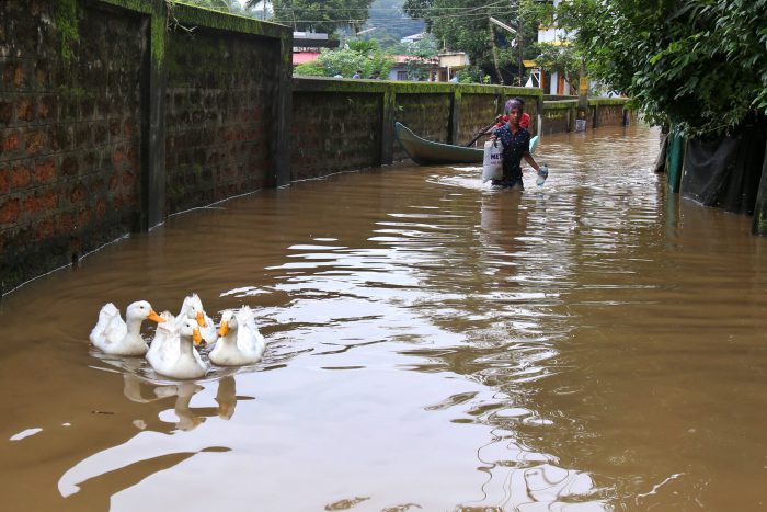 People wade through a flooded street as a flock of birds float in the water in Kochi, Kerala state, India, on Aug. 10, 2018.