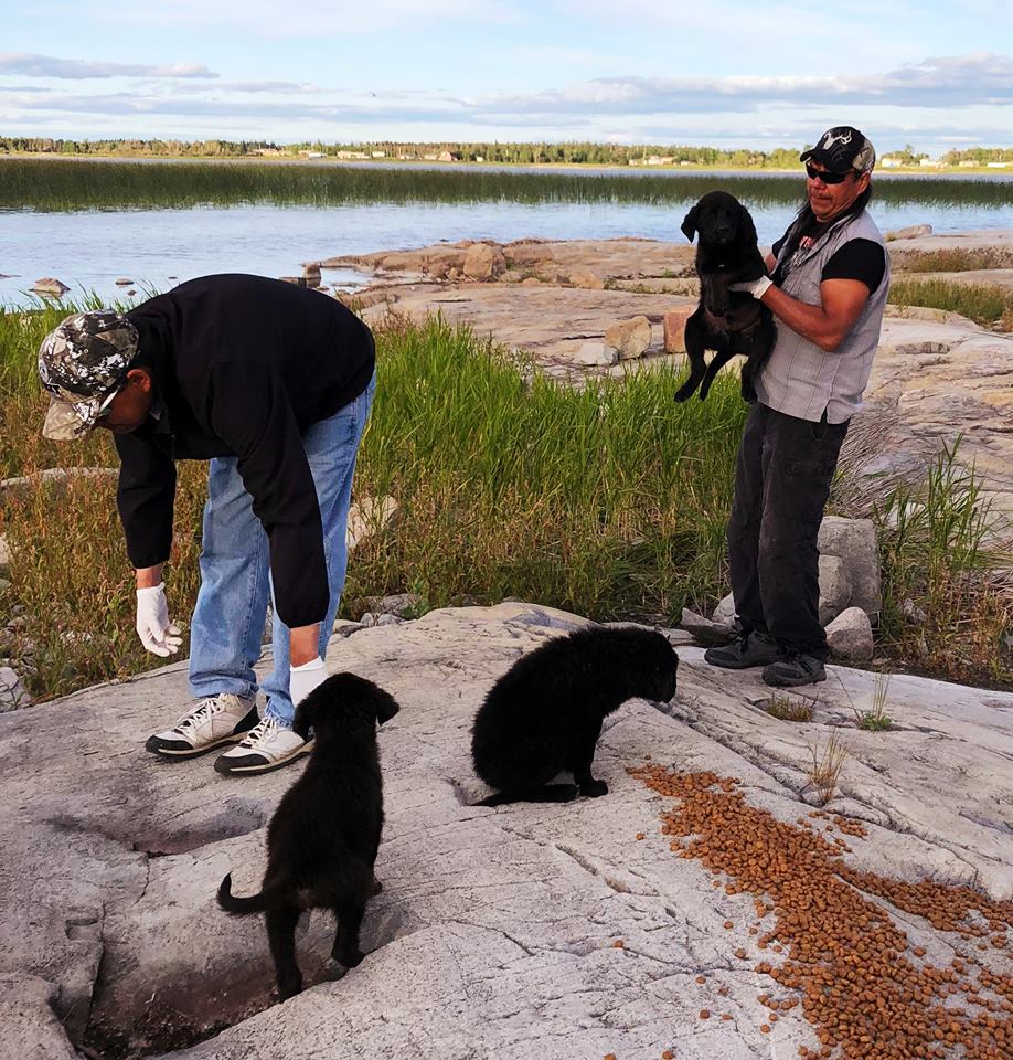 Two fisherman found the puppies stranded on a rocky island.