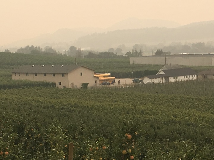 An orchard in the Okanagan near Kelowna in August 2018.