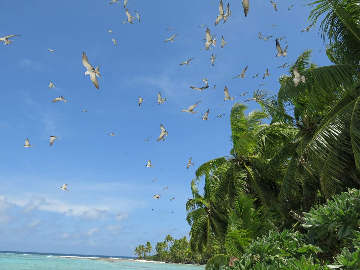 Terns flying over a coral reef lagoon.