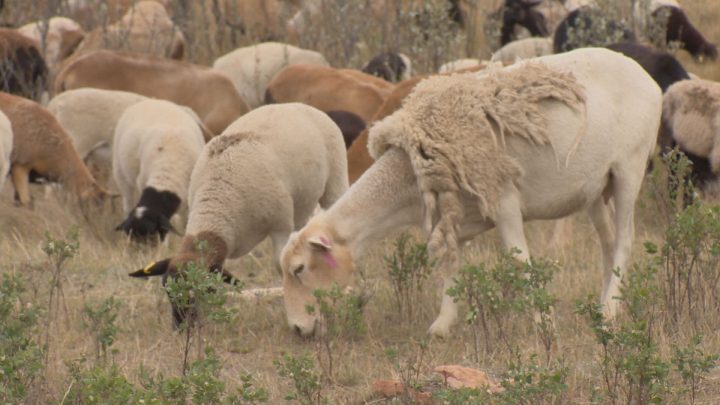 Sheep are eating grass and shrubs to help manage the northeast swale.