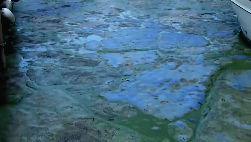Blue-green algae blooms have been found in a number of lakes in Nova Scotia.