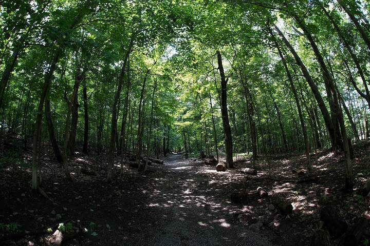 A new bylaw prohibits smoking in Westmount's public parks and green spaces.