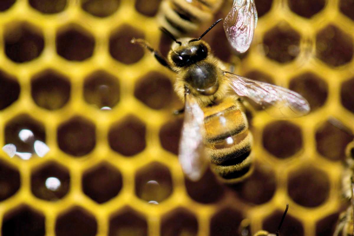 Police said they received a tip on May 19 regarding the location of roughly 150 bee colonies stolen from a property near Zenon Park, Sask.