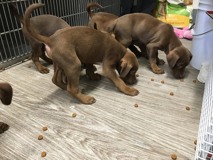 Anyone interested in adopting one of the dogs can call Rose Valley Rose Valley Veterinary Hospital at 250-769-9109 or go online to kelownavet.ca.