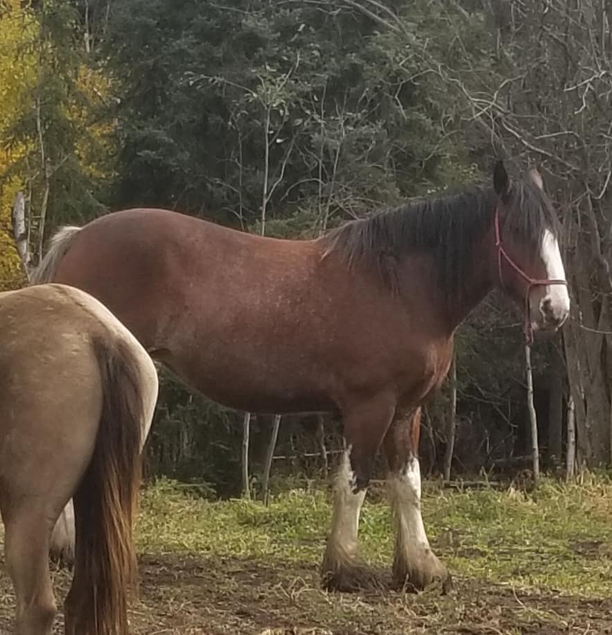 Thomas believes the horse may have been stolen for use in the meat industry.