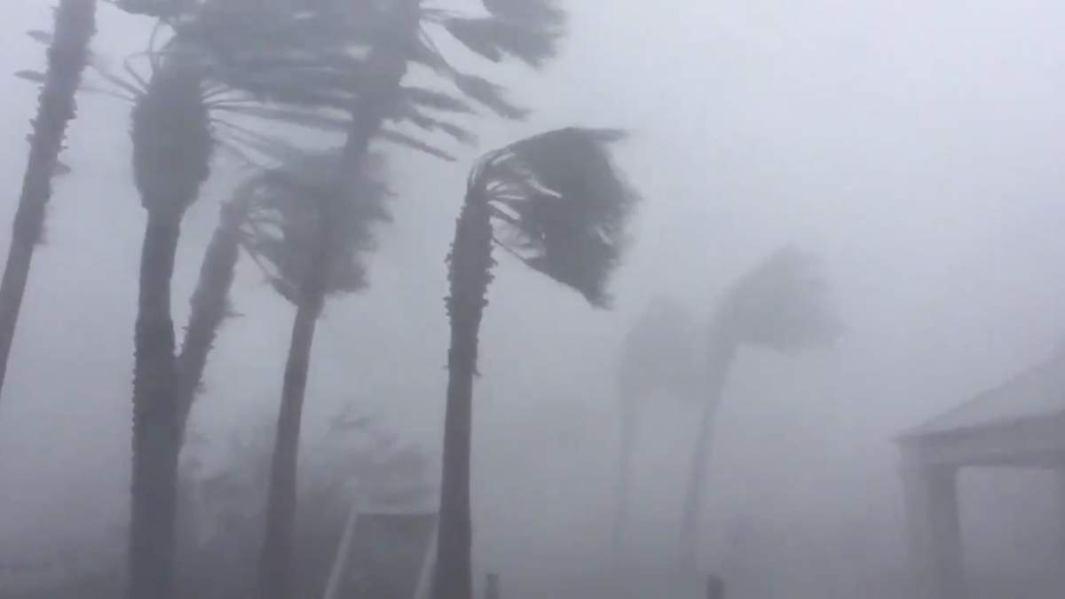 Palm trees are seen during Hurricane Michael in Panama City, Fla., on Oct. 10, 2018, in this picture obtained from social media.