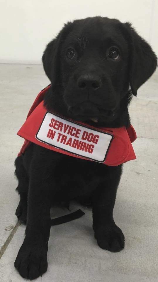 Herc as a puppy.
