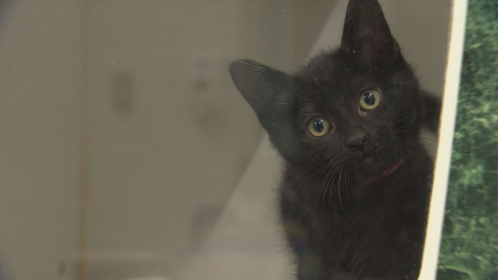 Black cats can spend up to 40 per cent longer on the adoption floor.