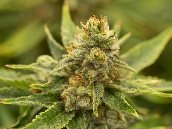 A close-up of a cannabis plant. On Wednesday, Oct. 17, 2018, cannabis consumption will become legal in Canada.