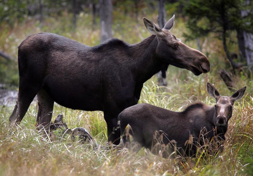 The Endangered Species Act is meant to "provide for the protection, designation, recovery and other relevant aspects of conservation of species at risk.”.