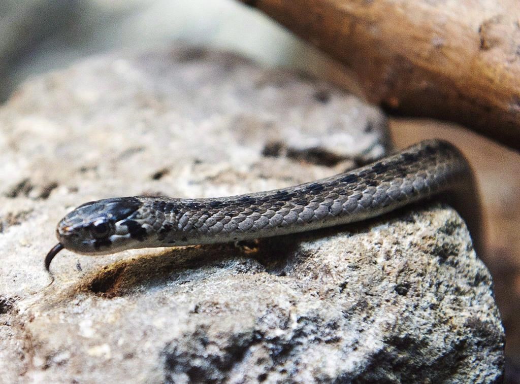 A brown snake is seen at the Ecomuseum Friday, September 29, 2017 in Montreal.