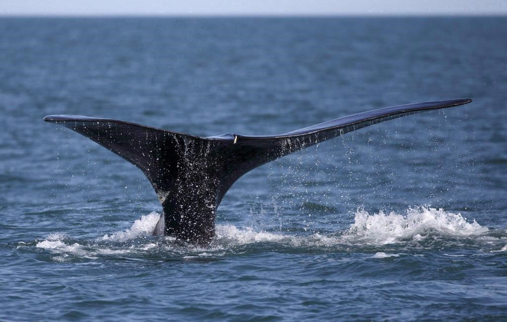 A North Atlantic right whale appears at the surface of Cape Cod bay off the coast of Plymouth, Mass., on March 28, 2018. THE CANADIAN PRESS/AP-Michael Dwyer
