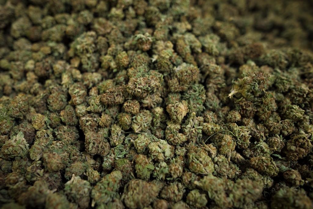 This is why Canada changed its mind on cannabis - image