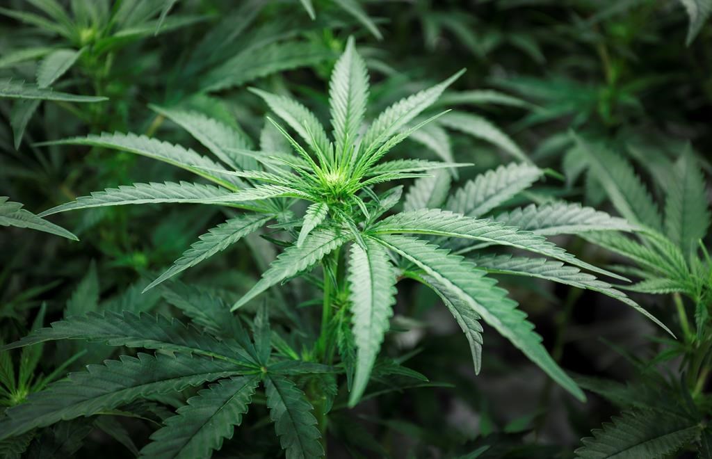 Marijuana plants are shown at a cultivation facility in Olds, Alta., Wednesday, Oct. 10, 2018.